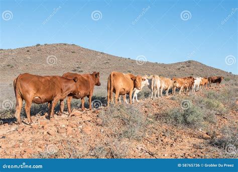 The Karoo Cattle Uprising: 3rd Century Pastoral Resistance & Societal Upheaval in South Africa